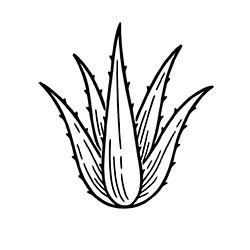 Aloe (Aloe barbadensis)