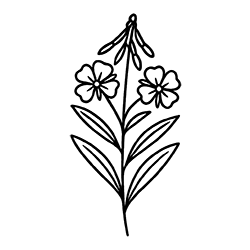 Alpine willowherb (Epilobium fleischeri)