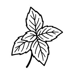 Basil (Ocimum basilicum)