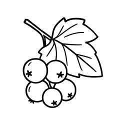 Nero ribes (Ribes nigrum)