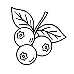 Blueberry (Vaccinium corymbosum)