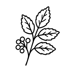 Boswellia (Boswellia serrata)