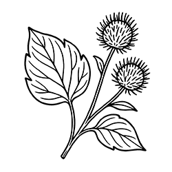 Burdock (Arctium lappa)