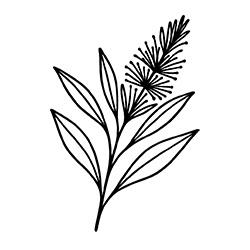 Cajeput (Melaleuca cajuputi)