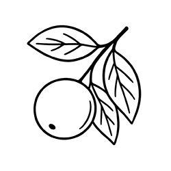 Camu camu (Myrciaria dubia)