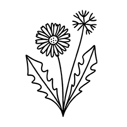 Dandelion (Taraxacum officinale)