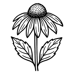 Echinacea (Echinacea purpurea)