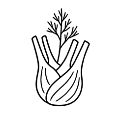 Fennel (Foeniculum vulgare)