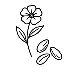 Flax seeds (Linum usitatissimum)