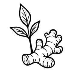 Ginger (Zingiber officinale)