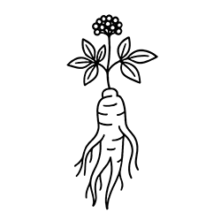 Ginseng (Panax ginseng)