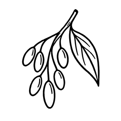 Goji (Lycium barbarum)