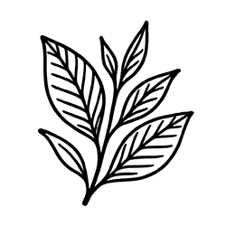 Green tea (Camellia sinensis)