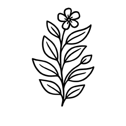 Henna (Lawsonia inermis)