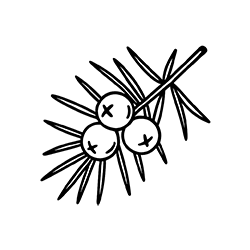 Juniper (Juniperus communis)