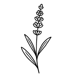 Levender (Lavandula angustifolia)