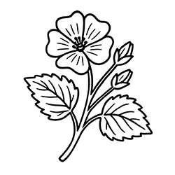 Marshmallow (Althaea officinalis)