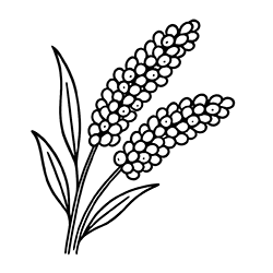 Millet (Panicum miliaceum)