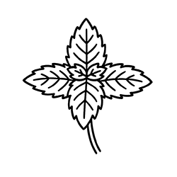 Mint (Mentha piperita)