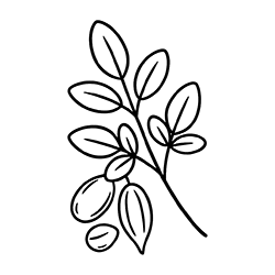 Moringa (Moringa oleifera)