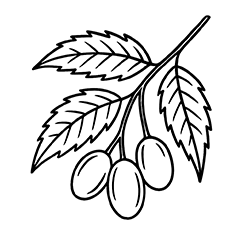 Neem (Azadirachta indica)