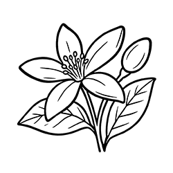 Neroli (Citrus aurantium)