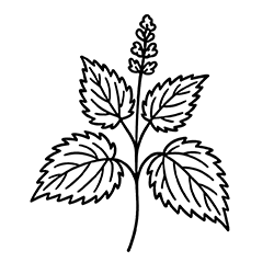 Nettle (Urtica dioica)