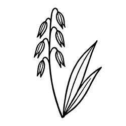 Oat (Avena sativa)