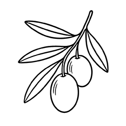 Olive (Olea europaea)