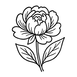 Peony (Paeonia lactiflora)