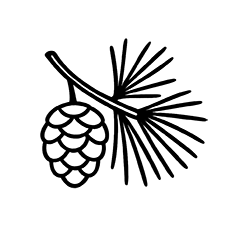 Pine (Pinus sylvestris)