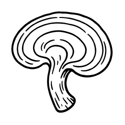 Reishi (Ganoderma lucidum)