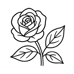 Rose (Rosa damascena)