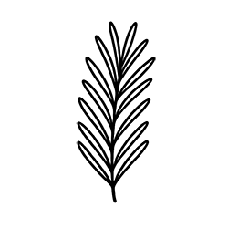 Rosemary (Rosmarinus officinalis)