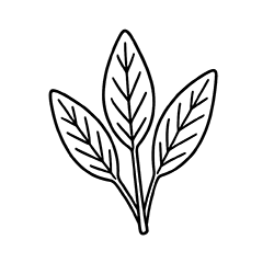 Sage (Salvia officinalis)