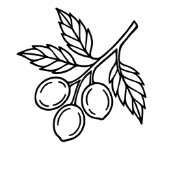 Soapnut (Sapindus mukorossi)