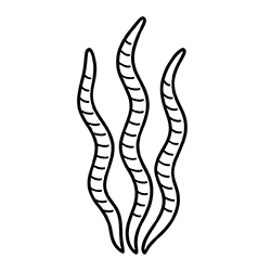 Spirulina (Arthrospira platensis)