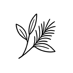 Tea tree (Melaleuca alternifolia)