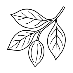 Terminalia (Terminalia chebula)