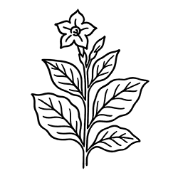 Tobacco (Nicotiana tabacum)