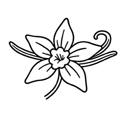 Vanilla (Vanilla planifolia)