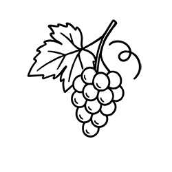 Vine (Vitis vinifera)