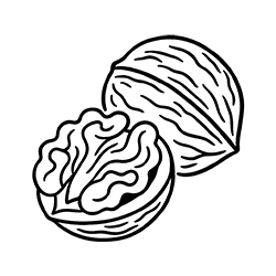 Walnut (Juglans regia)