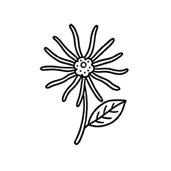 Witch hazel (Hamamelis virginiana)