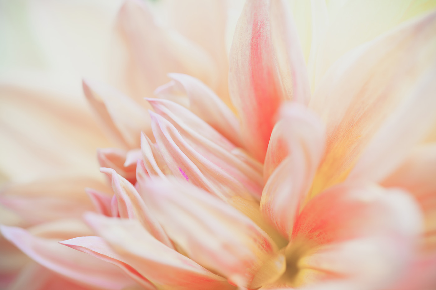 The Art of Beauty - MY.ORGANICS Hair Collection